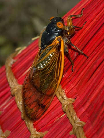 Cicada on a Broom by Jim Woodring