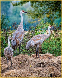 Posing Sandhill Cranes by Don Plocher