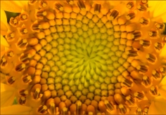 Sunflower Core by Steve Horne~