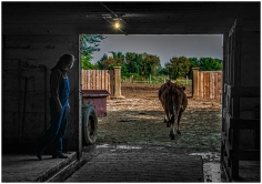 Until the Cows Come Home Again by Gail Chastain