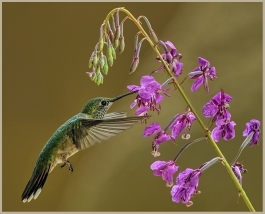 Feeding Hummingbird by Marcia Nye