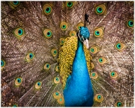 Kennys Peacock by Lisa Flanagan